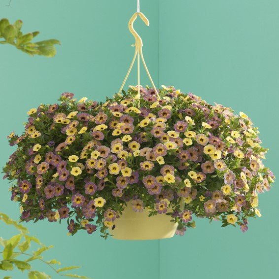 Minipetunia 'Chameleon Blueberry Scone' 3 - plantor