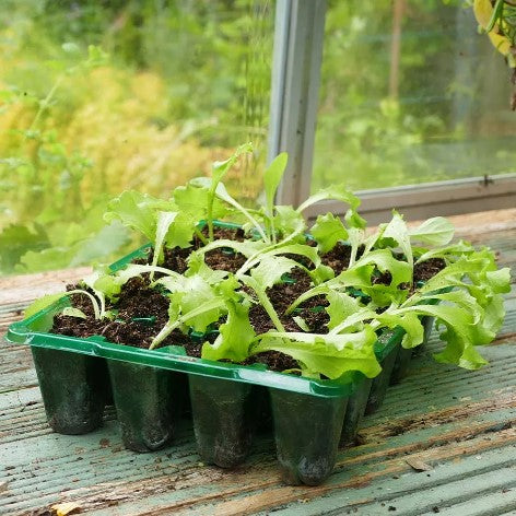 Pluggset Visiroot '20 celler' 8st