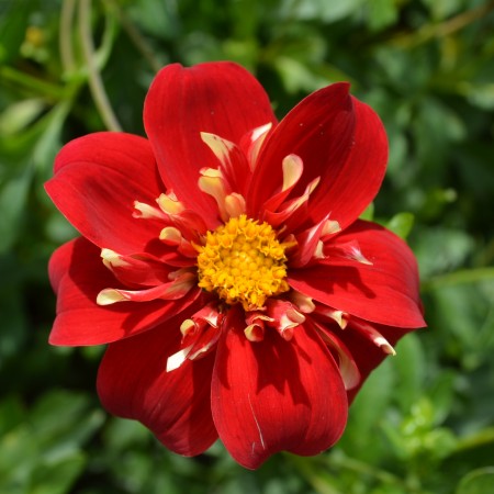 Halskrås Dahlia 'Impression Festivo' 1st