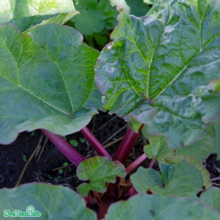Rabarber 'Elmsblitz' 1-pack i kruka