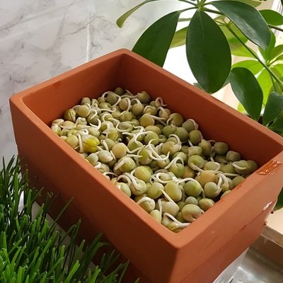 Sproutly: EKO Gröna Ärtor 500g