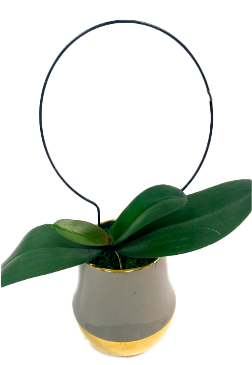 Växtstöd 'Round' 22cm
