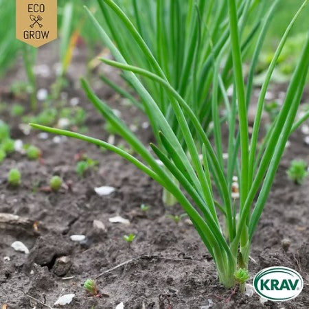 Piplök 'Winterheckenzwiebel' KRAV-märkt