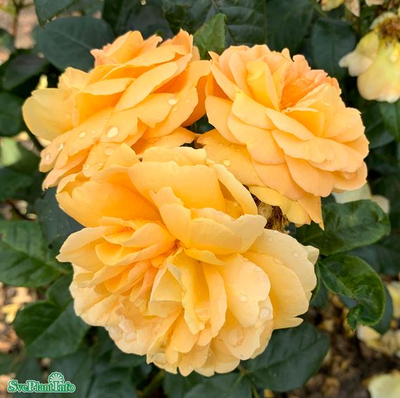 Floribundaros 'Bernstein-Rose' 5-pack barrot