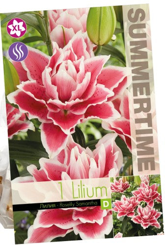 Orientlilja 'Samantha' 1st