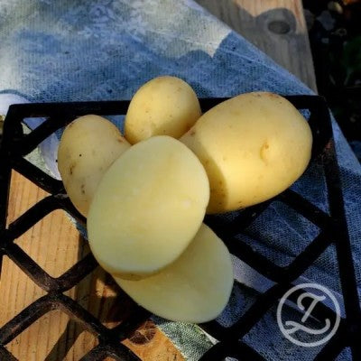 Årets Potatis 2026 'Queen Anne' 1kg