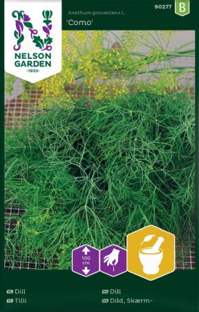 Dill 'Como'