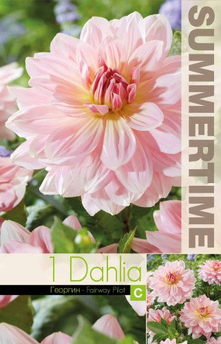 Dekorativ Dahlia 'Fairway Pilot' 1st