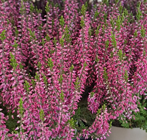 Ljung 'Garden Girls Lilli' 11cm kruka