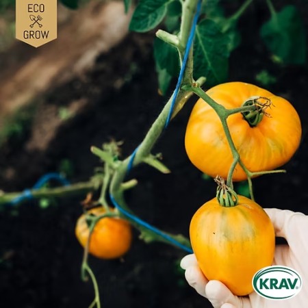 Tomat 'Coração de Boi Laranja' KRAV-märkt