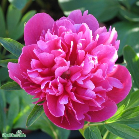 Bondpion 'Rosea Plena' 1st barrotad