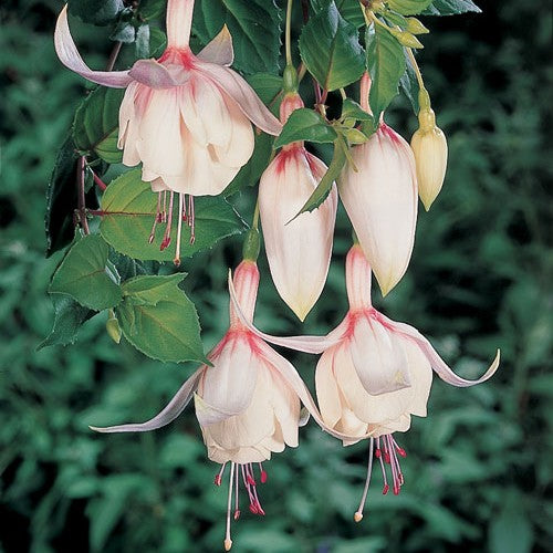 Fuchsia 'Annabell' 10,5cm kruka