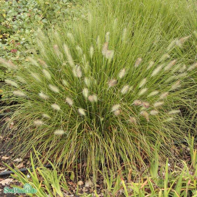 Lampborstgräs 'Hameln' 11cm kruka
