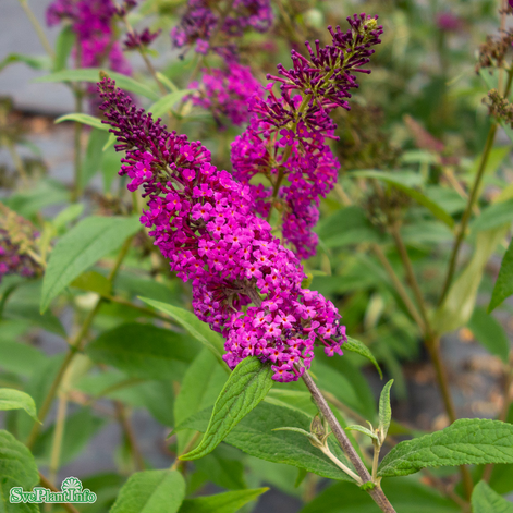 Buddleja 'Miss Ruby' co 3-pack