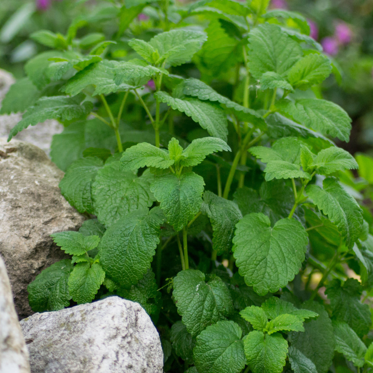 Citronmeliss 10,5cm kruka