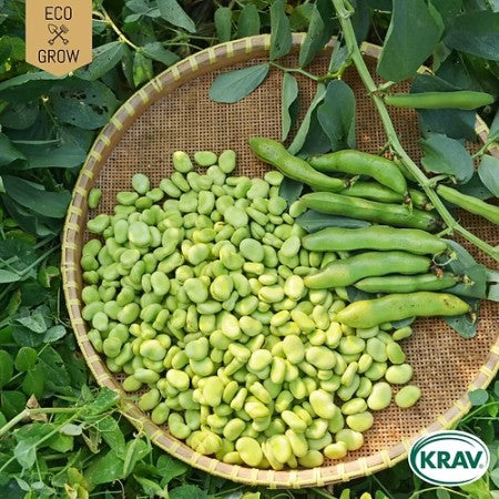 Bondböna 'Superaguadulce' KRAV-märkt