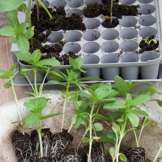 Miniväxthus Pluggbox