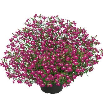 Lobelia Lobelix 'Rose Pink' 3 plantor