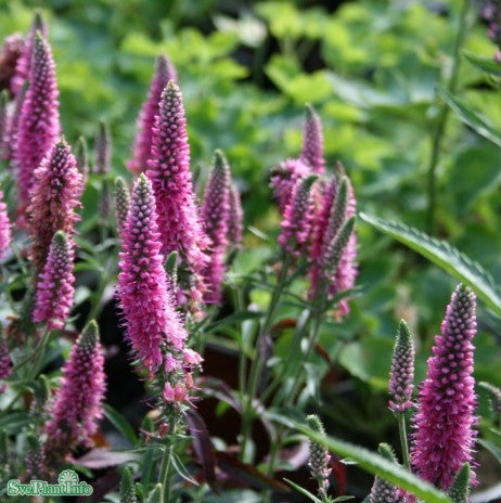 Axveronika 'Pink Harmony' 1st barrotad