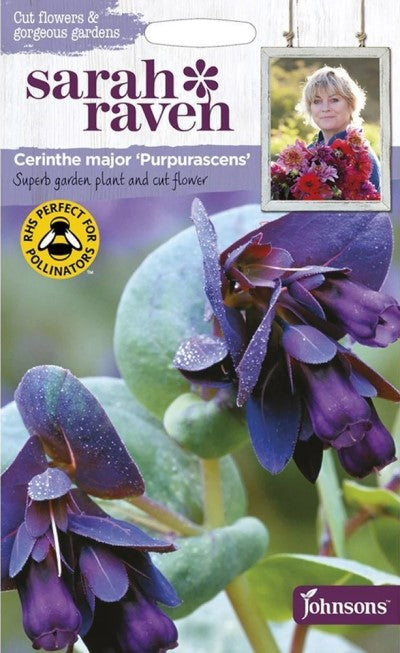 Stor Vaxblomma 'Purpurascens'