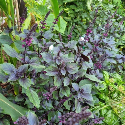 Blomsterbasilika 'Wild Magic' 10,5cm kruka