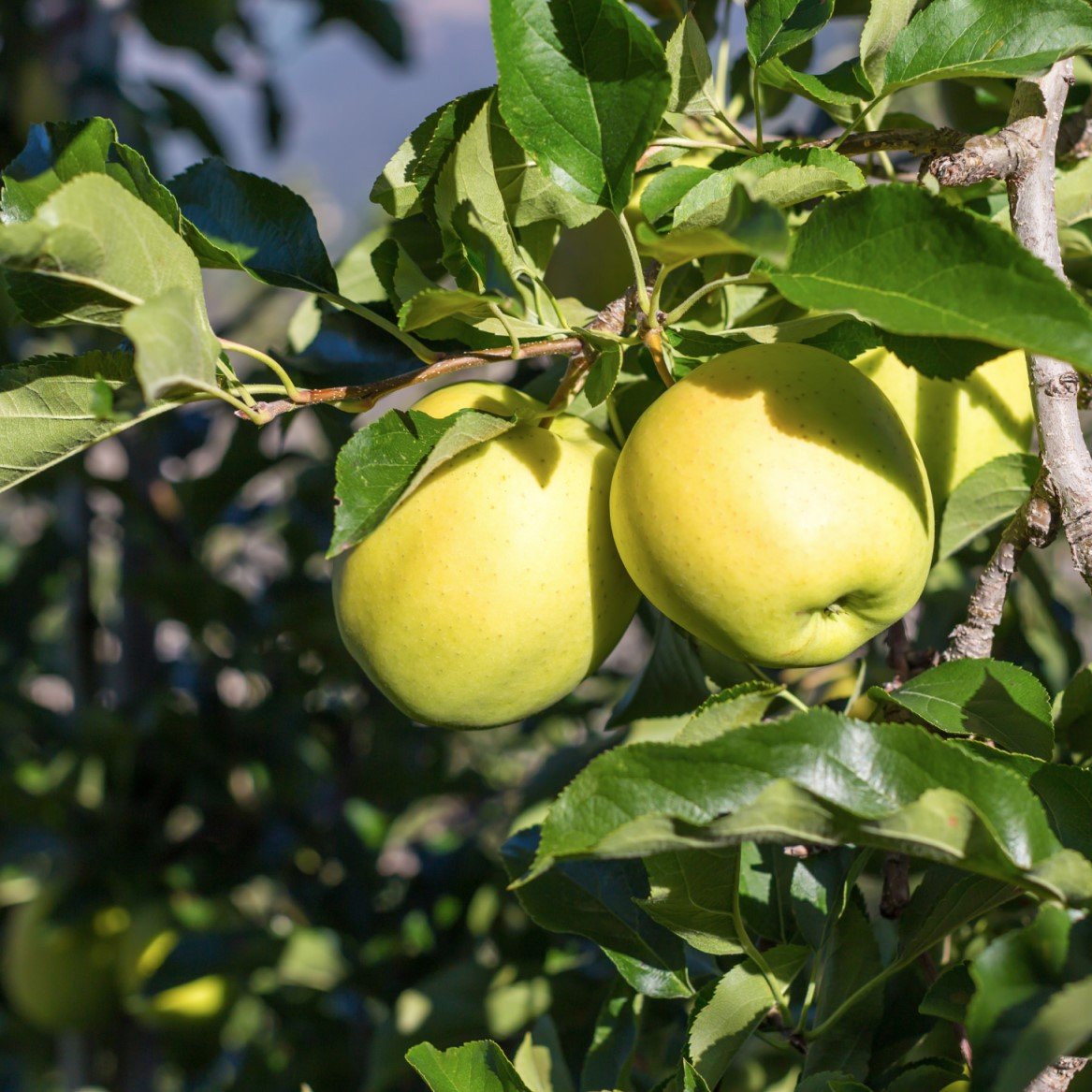 Äpple 'Silva' E A2 co