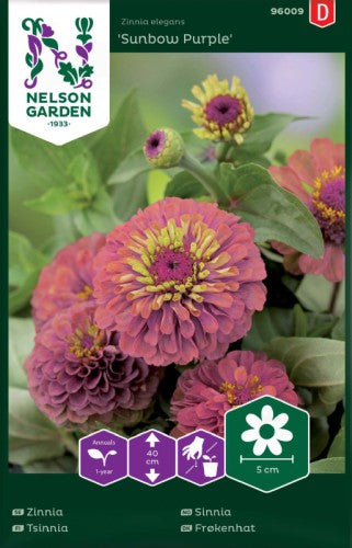 Zinnia 'Sunbow Purple'