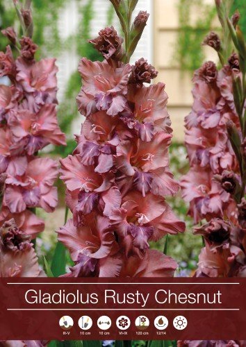 Gladiolus 'Rusty Chesnut' 7st