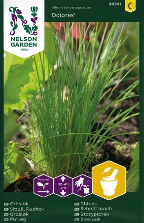 Gräslök 'Dolores'