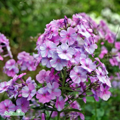 Höstflox 'Lilac Time' 1st barrotad