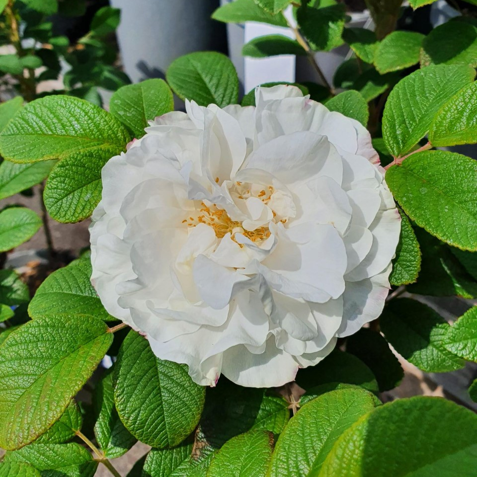 Buskros 'Louise Bugnet' barrotad