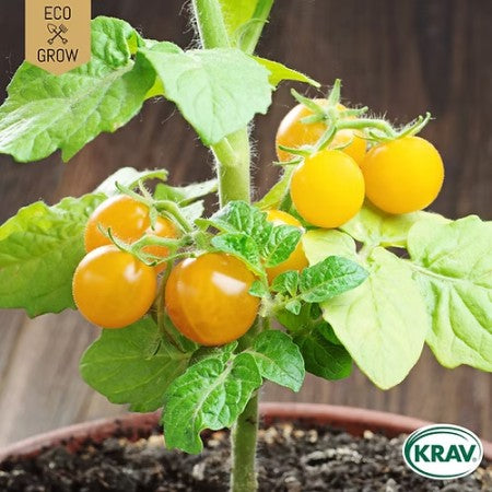 Busktomat 'Boka' KRAV-märkt