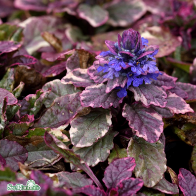 Brokbladig Revsuga 'Burgundy Glow' 12cm kruka