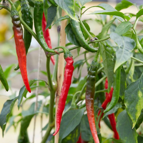 Chili 'De Cayenne' 10,5cm kruka