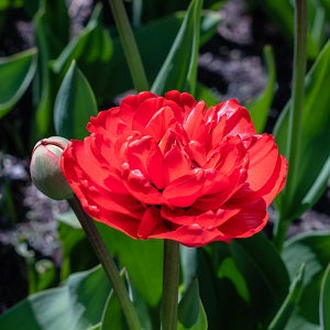 Dubbel Sen Tulpan 'Miranda' 8st