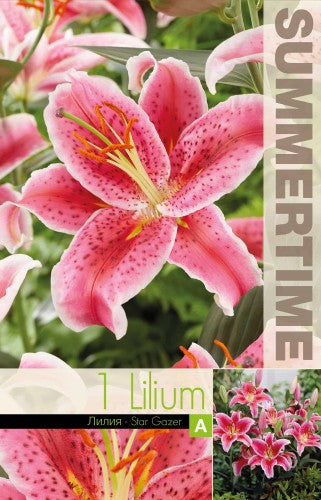 Orientlilja 'Stargazer' 1st