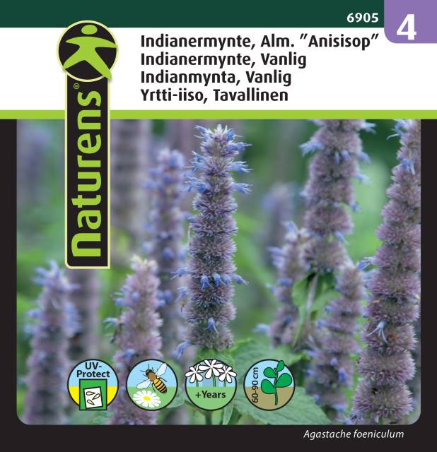 Anisisop Indianmynta