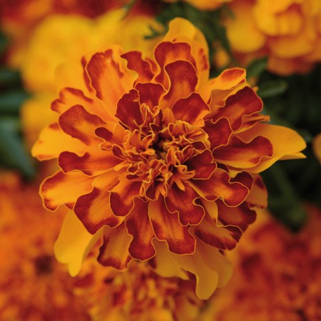 Sammetstagetes 'Bonanza Bolero' 10,5cm kruka