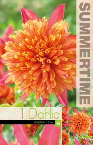 Anemon Dahlia 'Jive' 1st