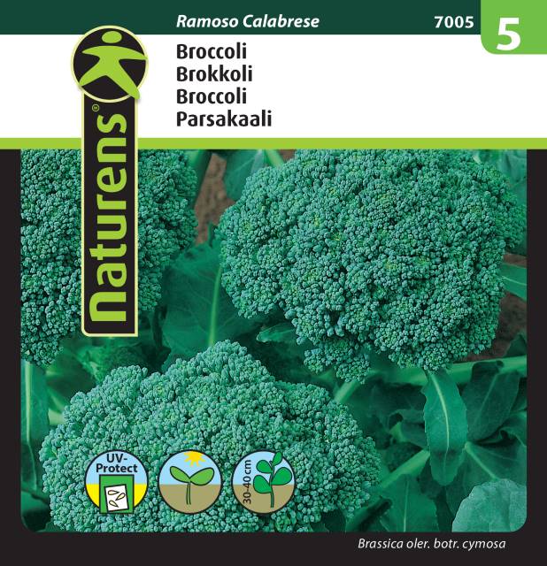 Broccoli 'Ramoso Calabrese'