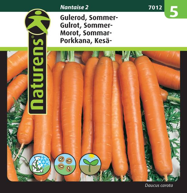 Sommarmorot 'Nantaise 2'