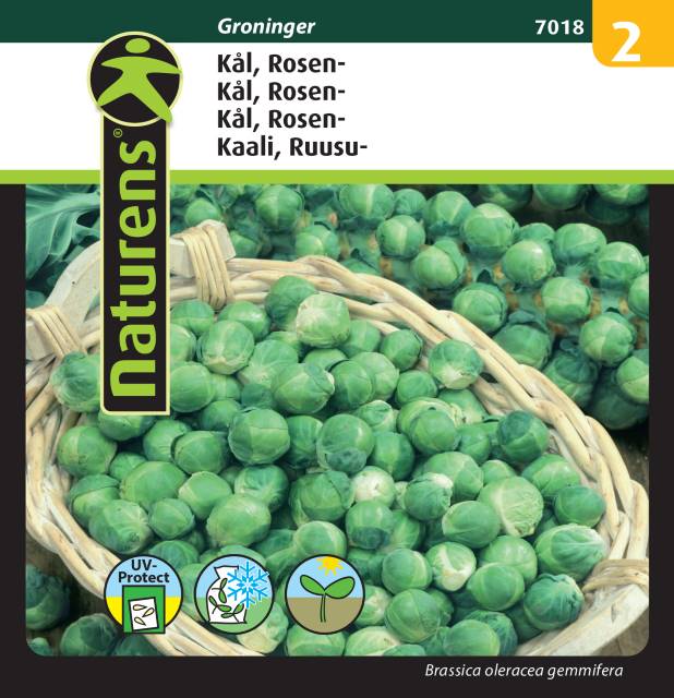 Brysselkål 'Groninger'