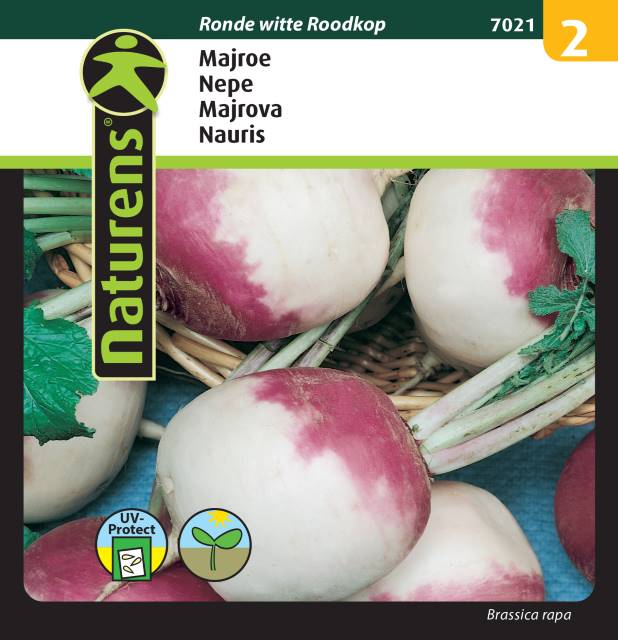 Majrova 'Ronde Witte Roodkop'