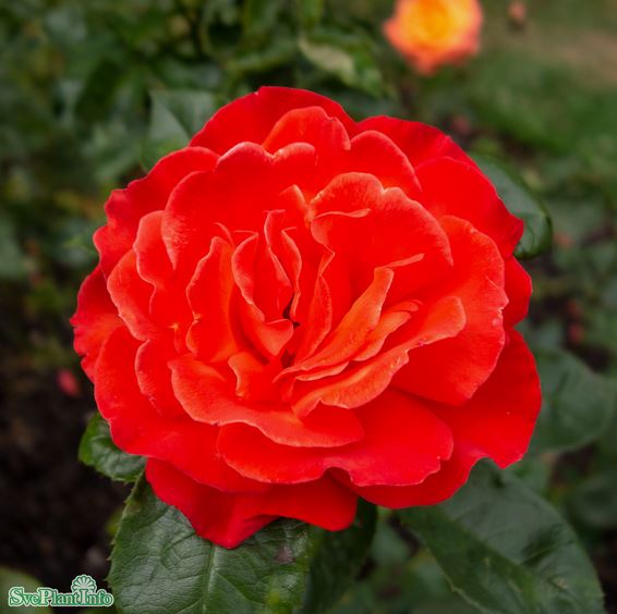 Tehybridros 'Alexander' 10-pack barrot