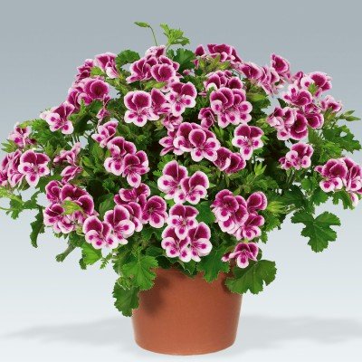 Änglapelargon 'Angeleyes Randy' 3st sticklingar