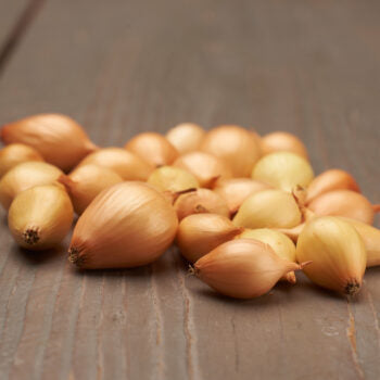 Sättlök Gul 'Sturon' 250g