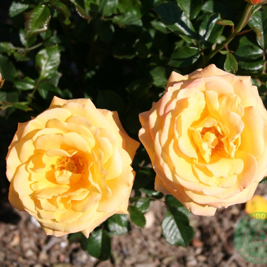Tehybridros 'Amber Flush' 1-pack barrot