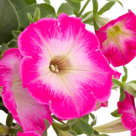 Petunia 'Tea Rose Morn' - 3 plantor