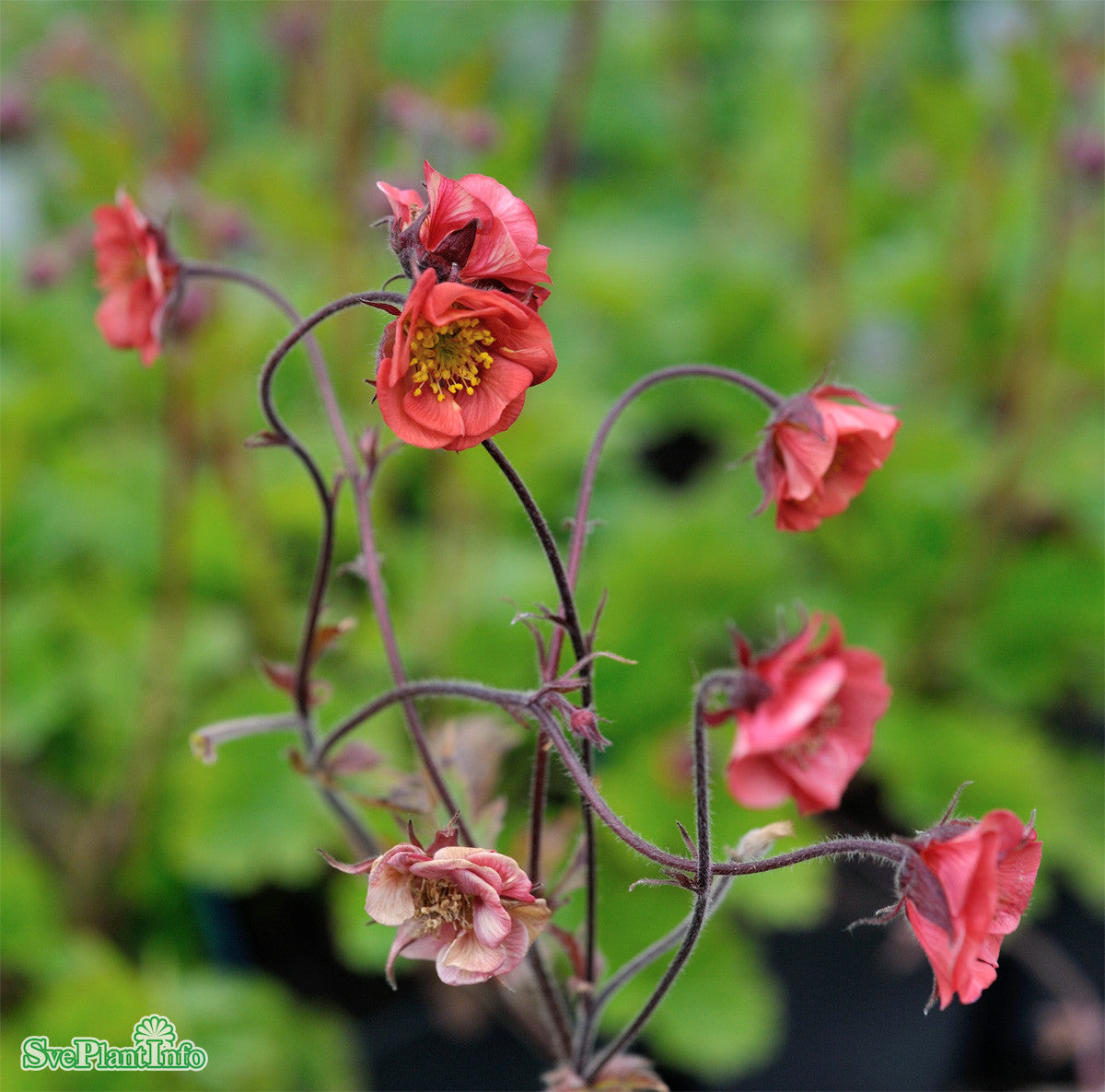 Nejlikrot 'Flames of passion' 1st barrotad