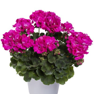 Zonalpelargon 'TwoinOne Violet' 3st sticklingar